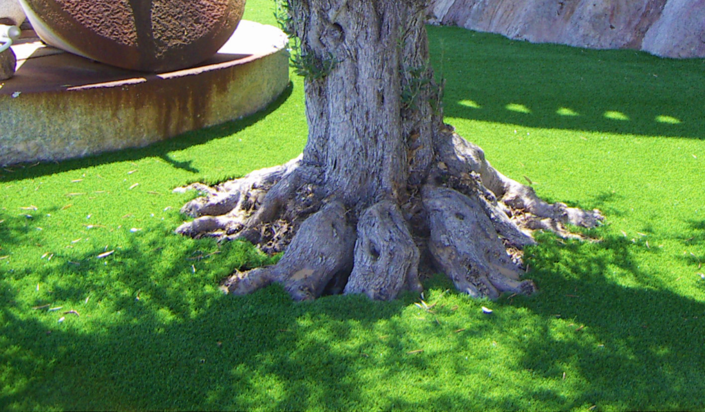 arbol con raíces grandes sobre césped