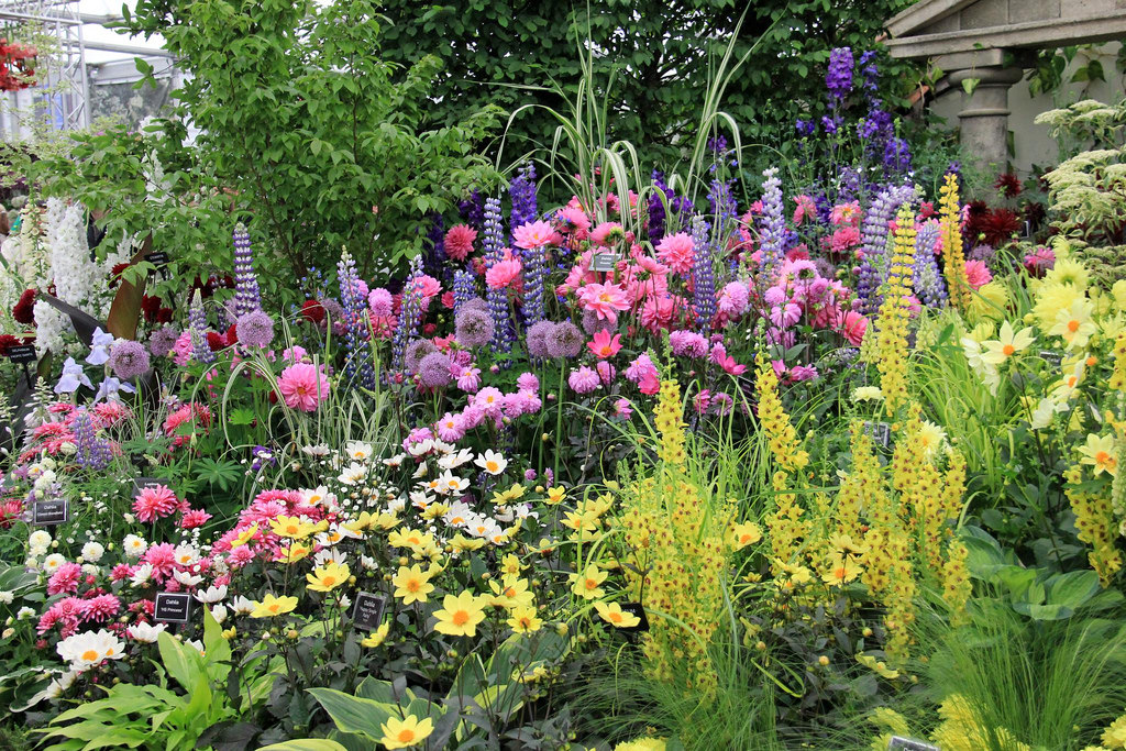 jardín flores de colores
