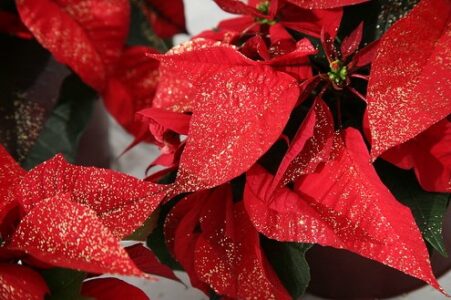 flores de navidad