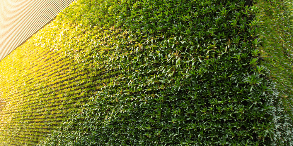 pared para tu jardín vertical