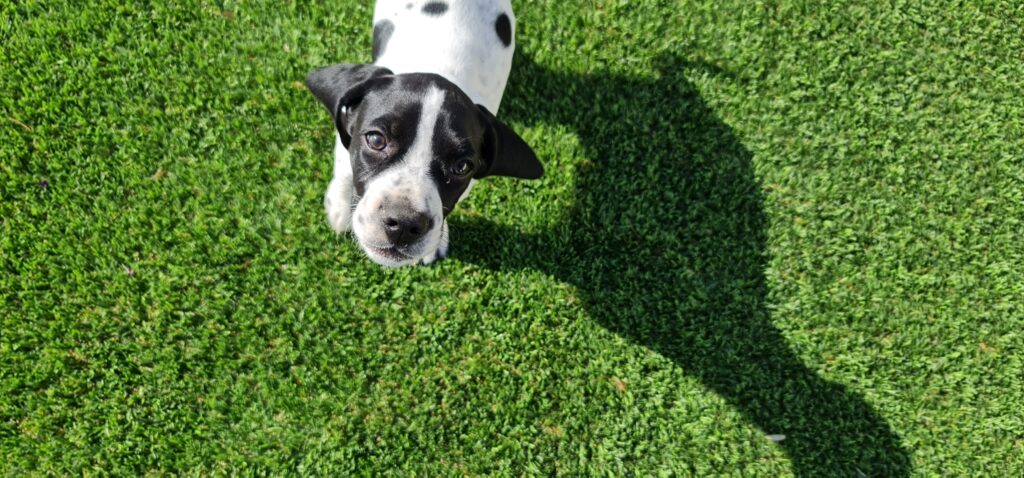 1 foto perro 1024x478 1