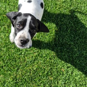 Césped artificial apto para mascotas